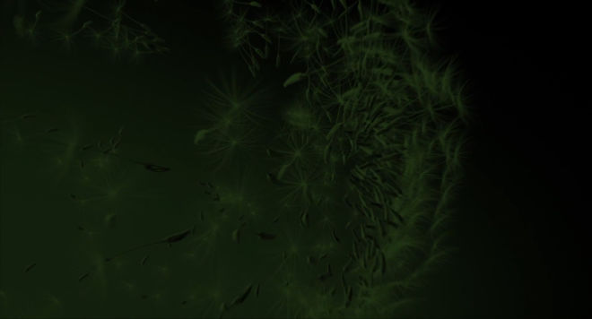 IMAGE: Dandelion still